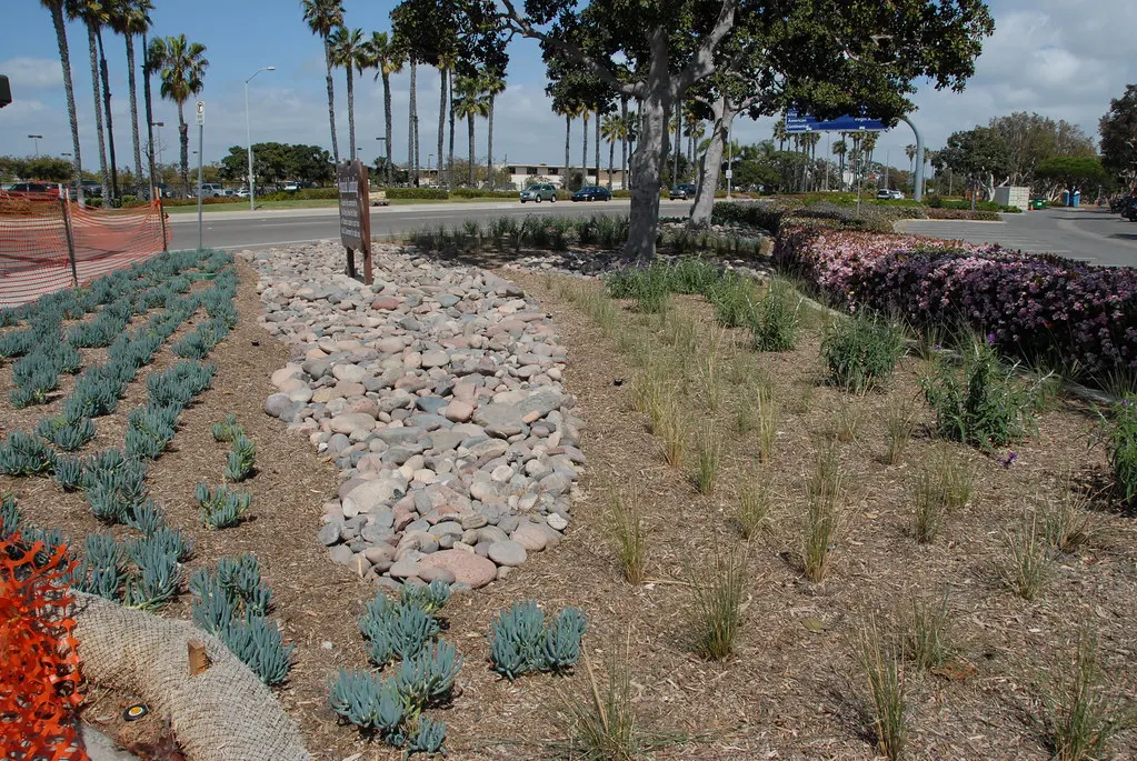 A drought-tolerant garden of succulents and grasses with a dry creek bed and palm trees.